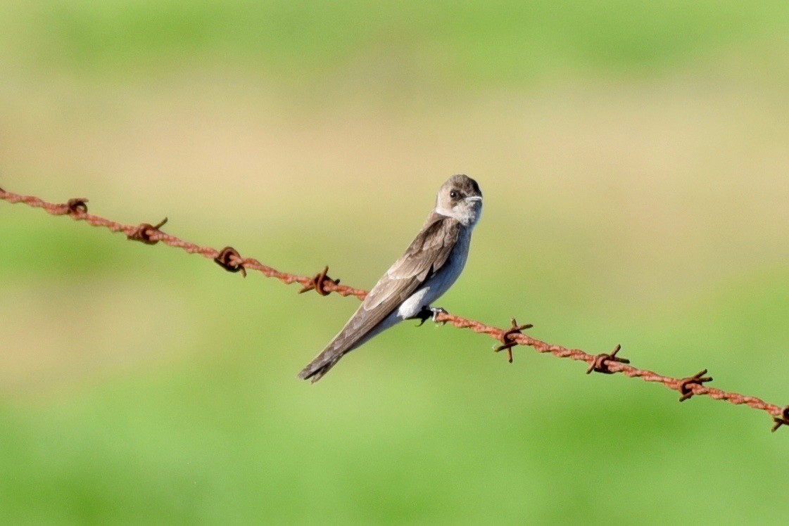 Northern Rough-winged Swallow - ML88524761