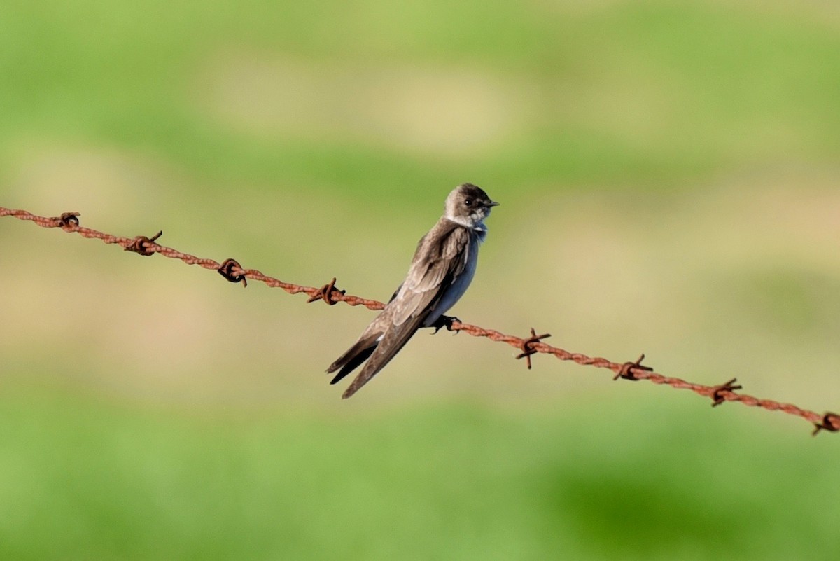 Northern Rough-winged Swallow - ML88524781