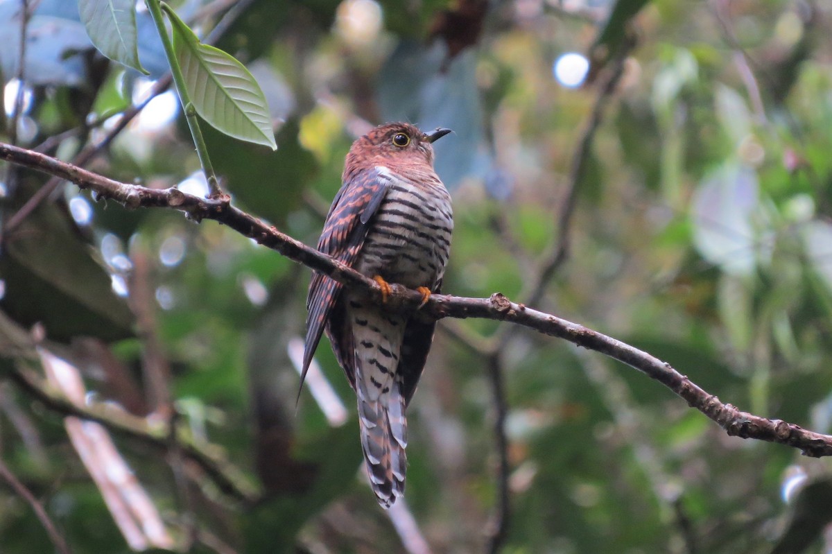 Sunda Cuckoo - Audrey Whitlock