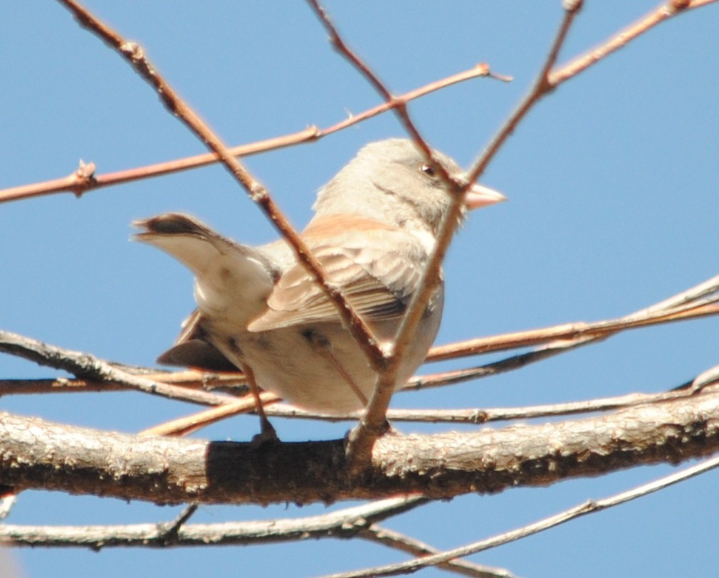 Dark-eyed Junco - ML88526751