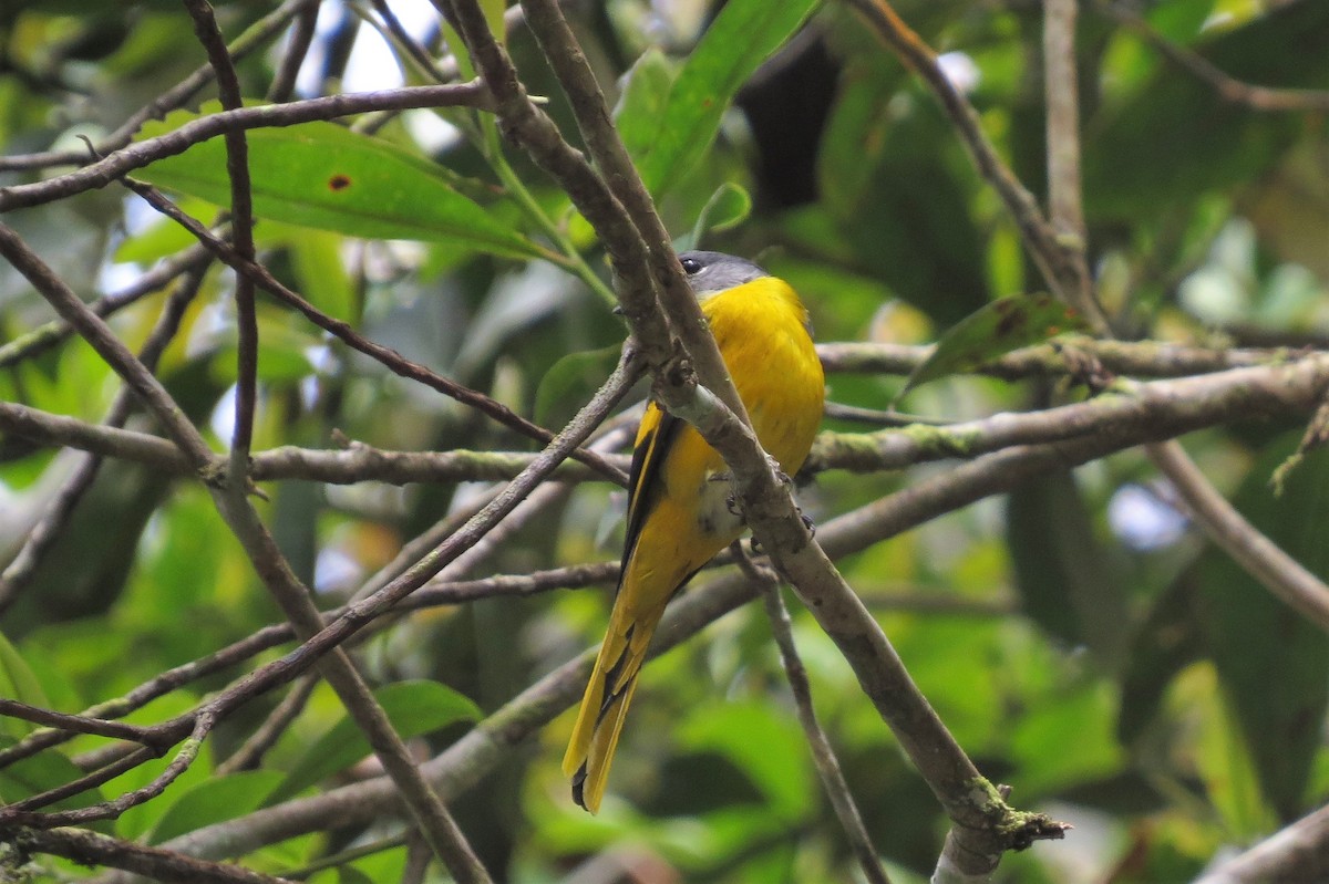 Gray-chinned Minivet - Audrey Whitlock