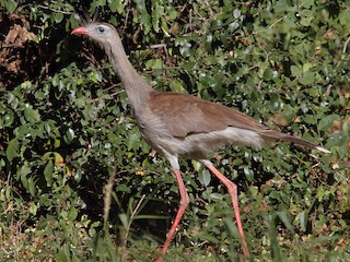  - Red-legged Seriema