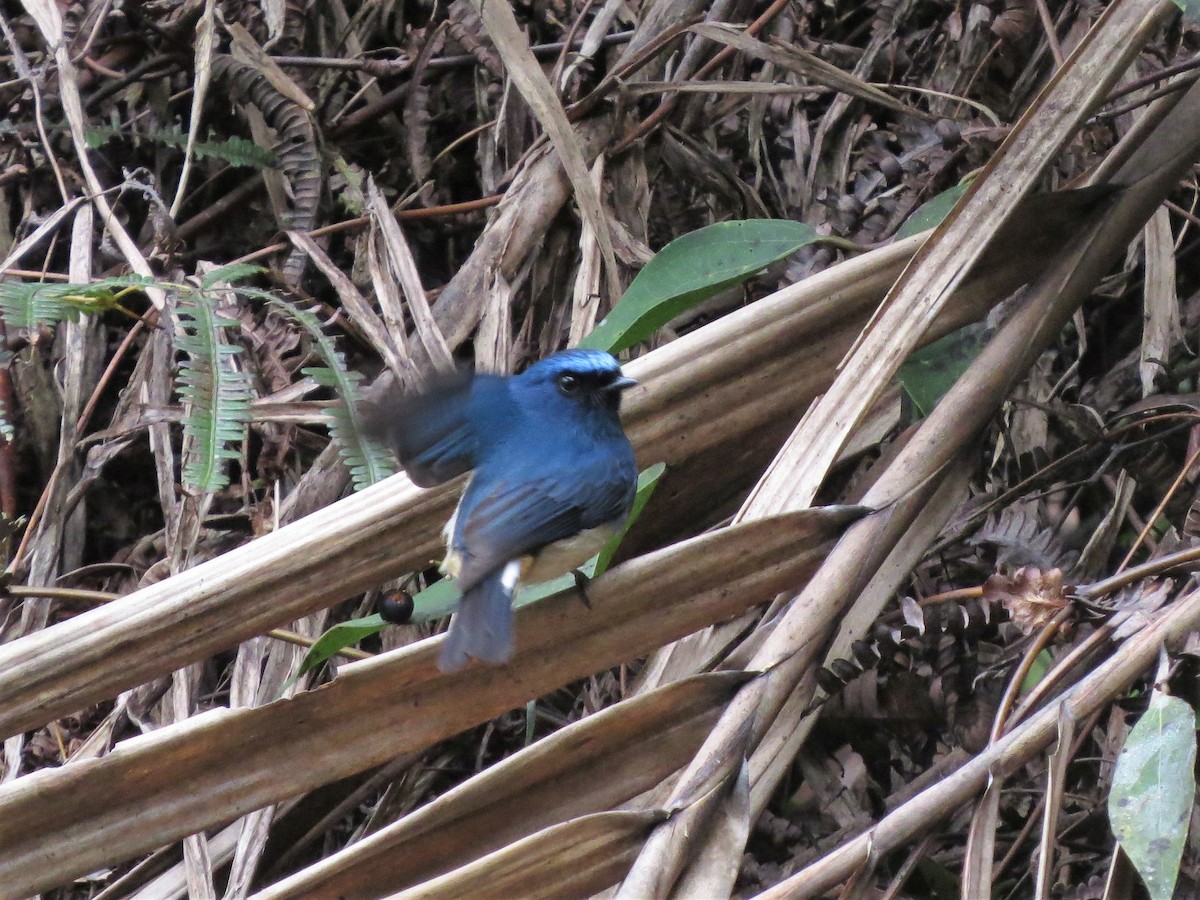 Indigo Flycatcher - Audrey Whitlock