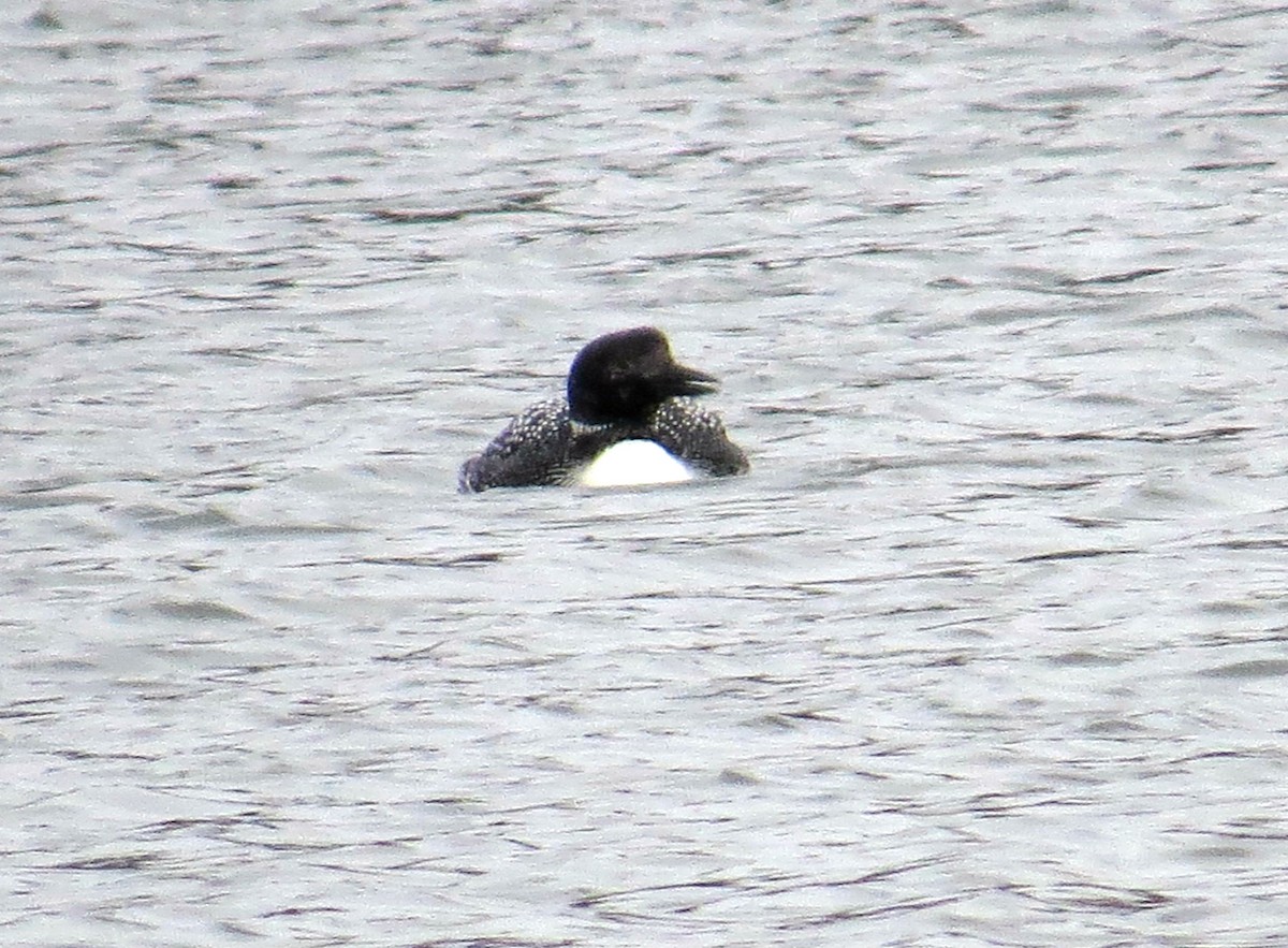 Common Loon - John Meredig