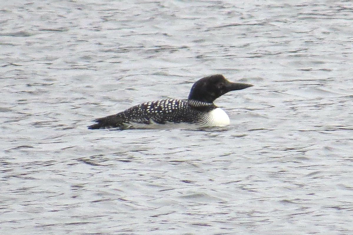 Common Loon - John Meredig