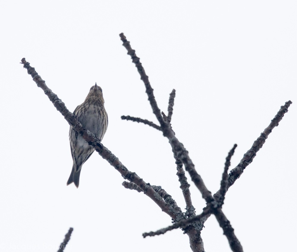 Pine Siskin - Jacques Bouvier