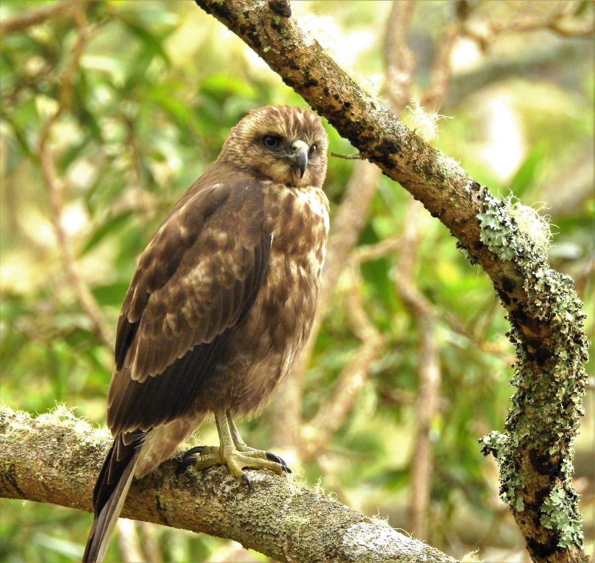 Hawaiian Hawk - Bill Brynteson