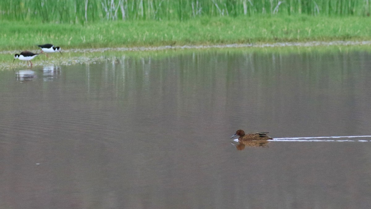 Cinnamon Teal - Denis Tétreault