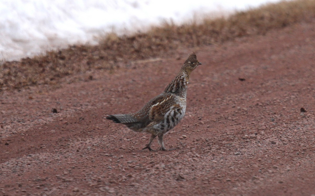 Ruffed Grouse - Nick Anich