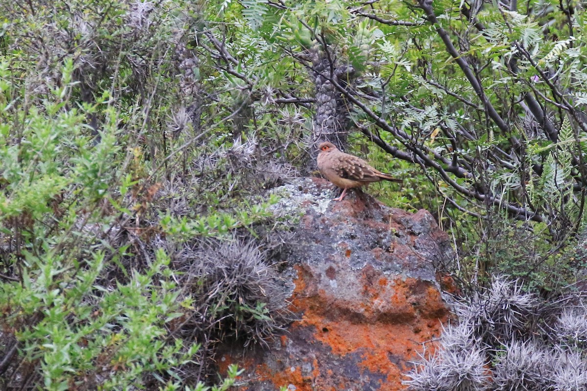 Bare-faced Ground Dove - Denis Tétreault