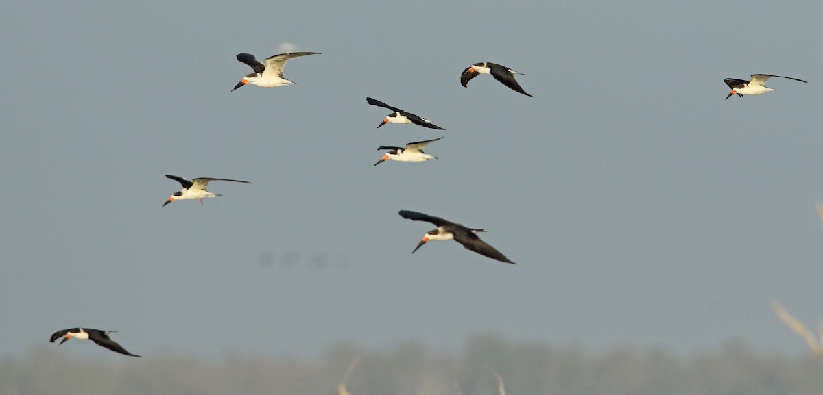 Black Skimmer - ML88538371