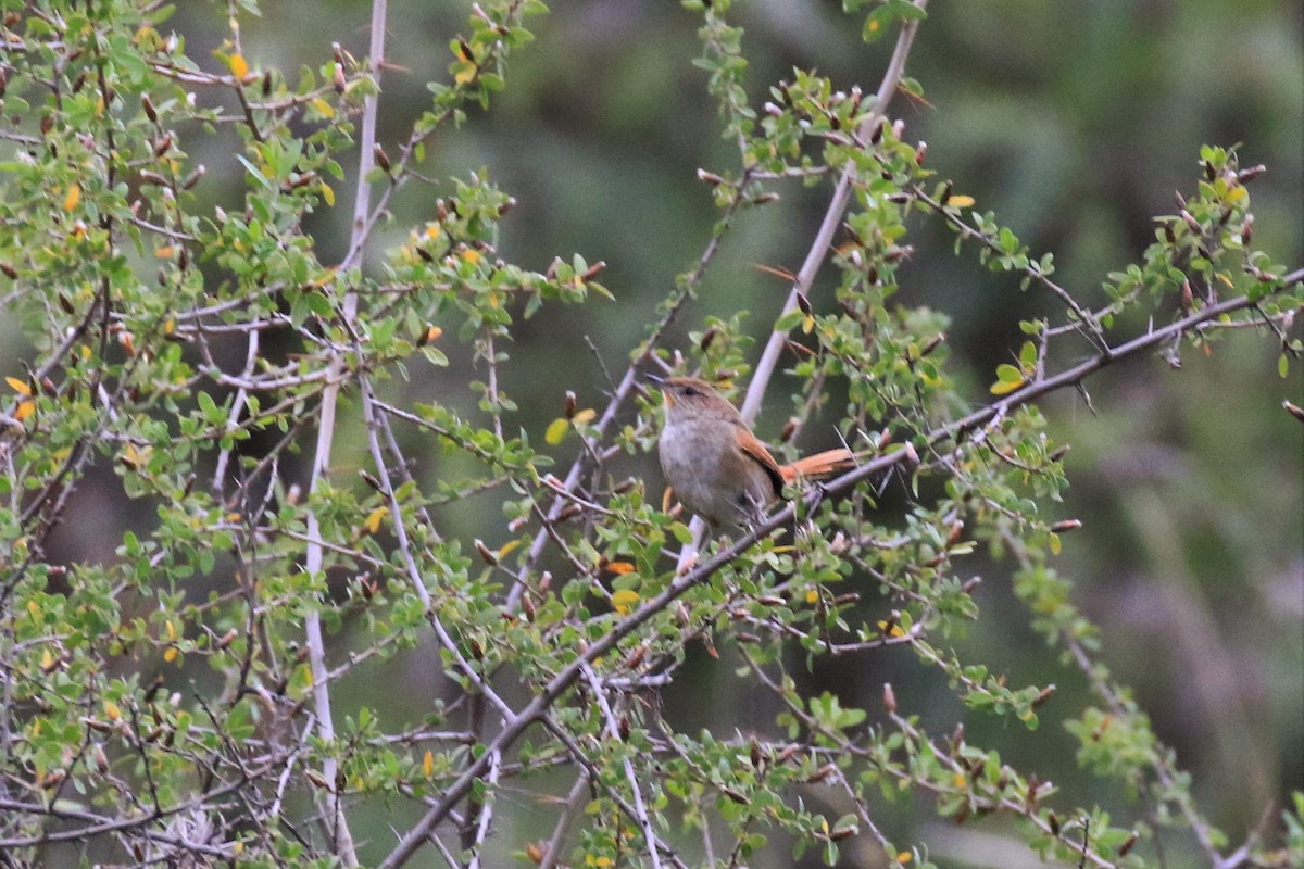 Rusty-fronted Canastero - Denis Tétreault