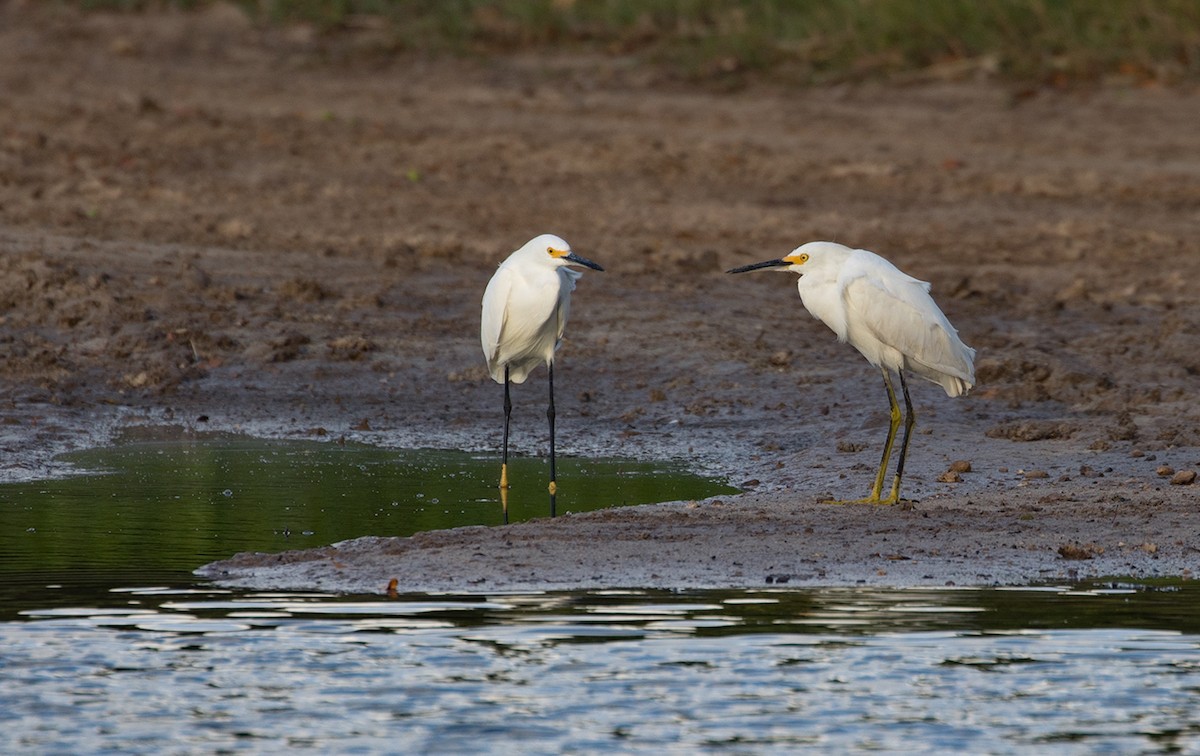 Snowy Egret - Suzanne Labbé