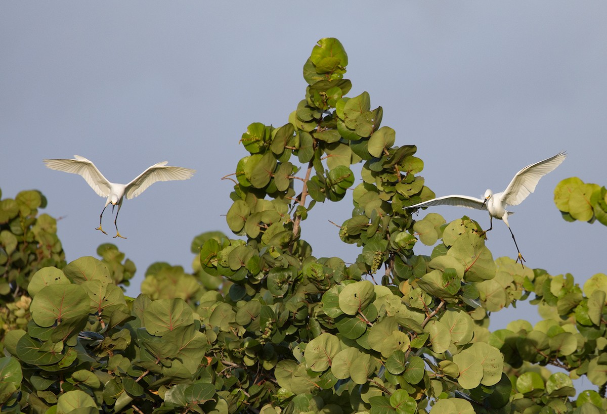 Snowy Egret - ML88540391