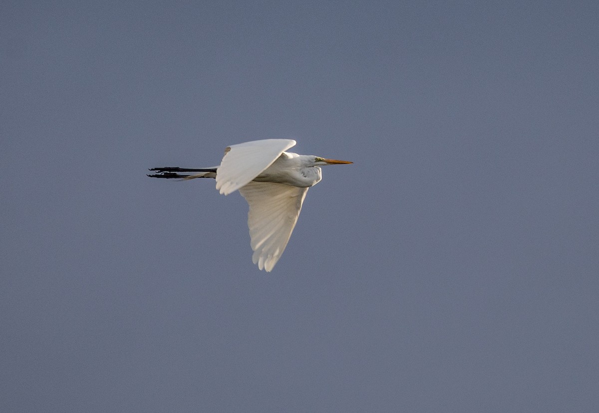 Great Egret - ML88540541