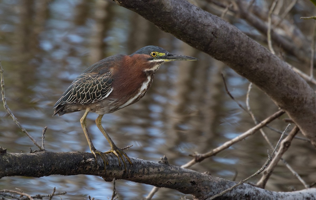 Green Heron - ML88540551