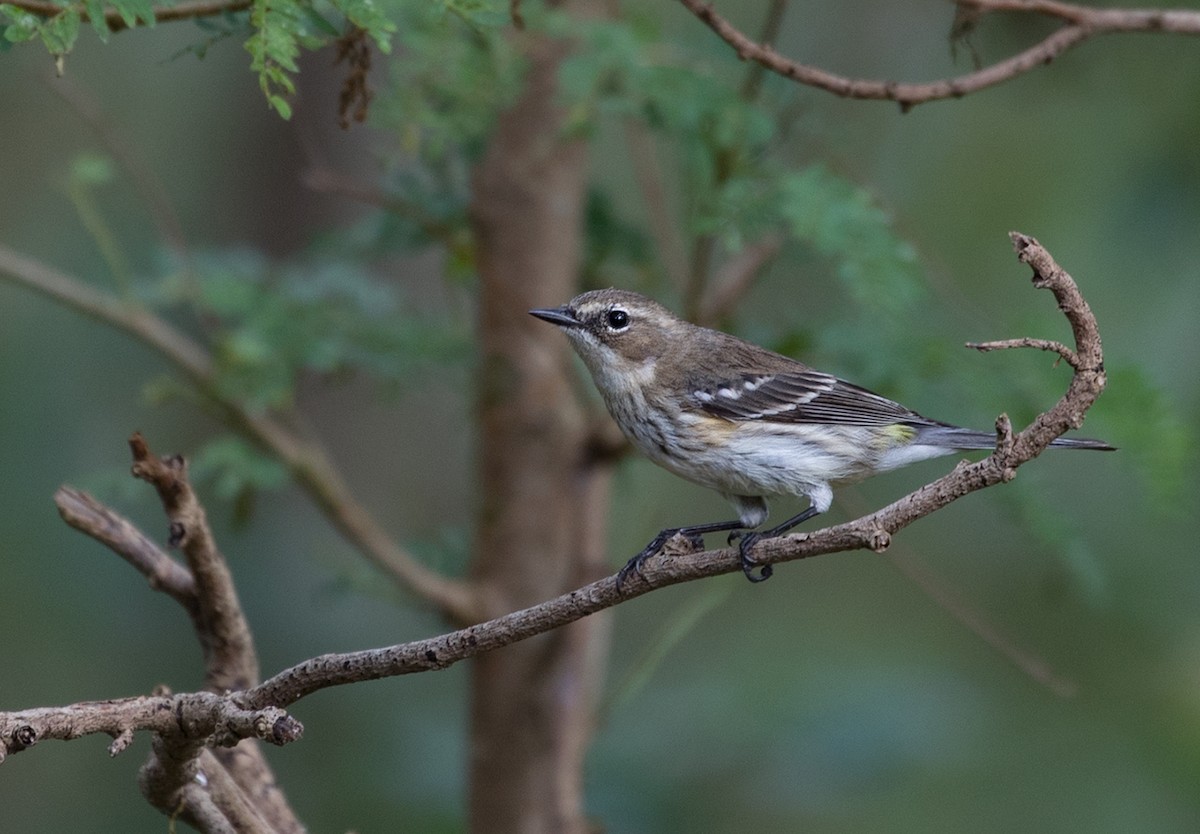 Yellow-rumped Warbler - ML88540631