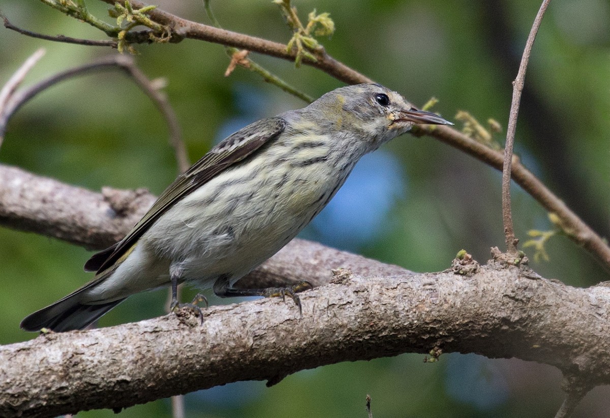 Cape May Warbler - ML88540701