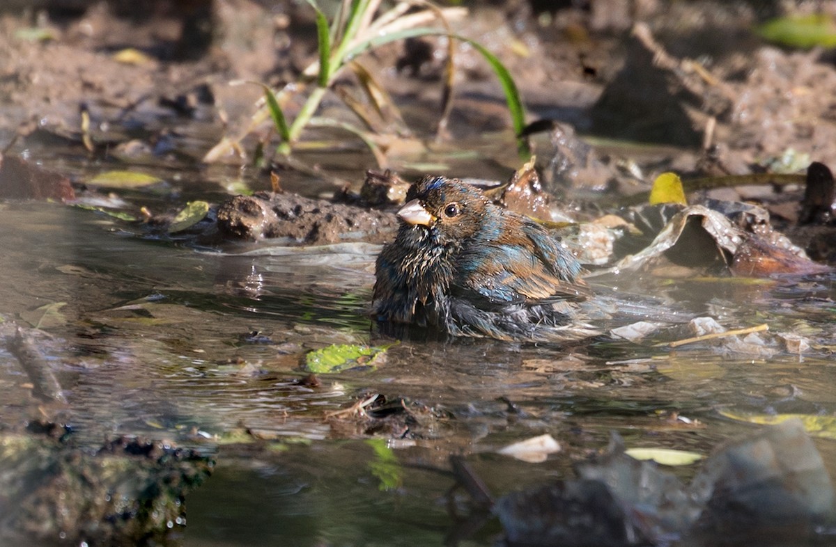 Indigo Bunting - ML88540751