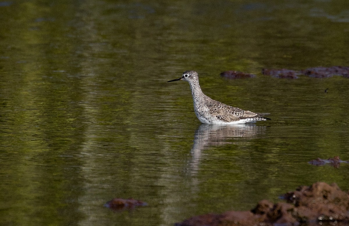 Lesser Yellowlegs - Suzanne Labbé