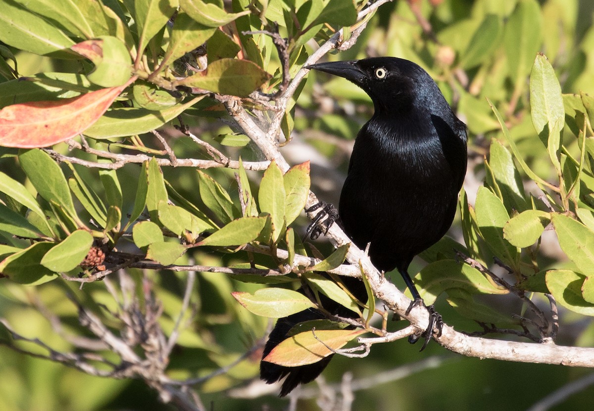 Greater Antillean Grackle - Suzanne Labbé