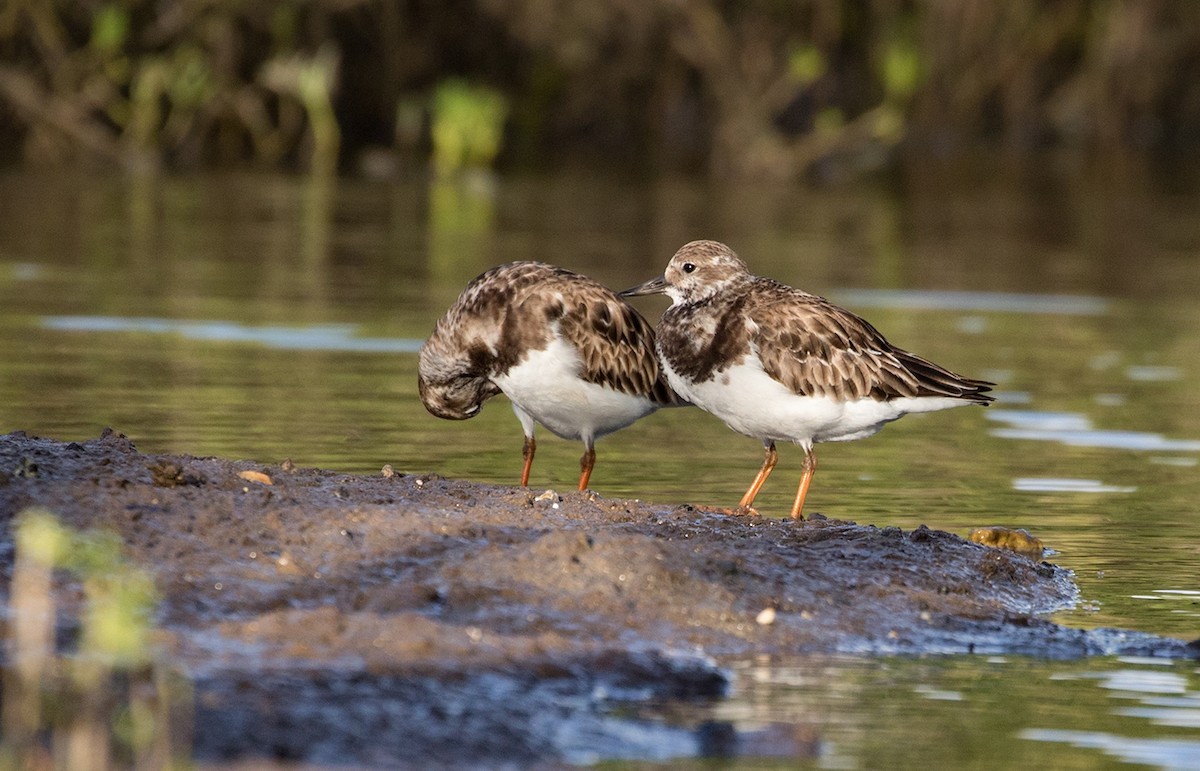 Ruddy Turnstone - ML88540871