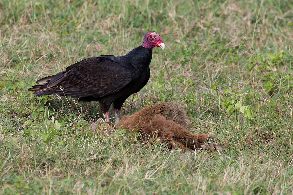 Urubu à tête rouge - ML88540921