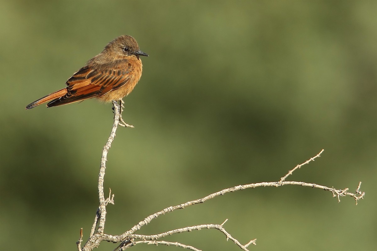 Cliff Flycatcher - ML88541391