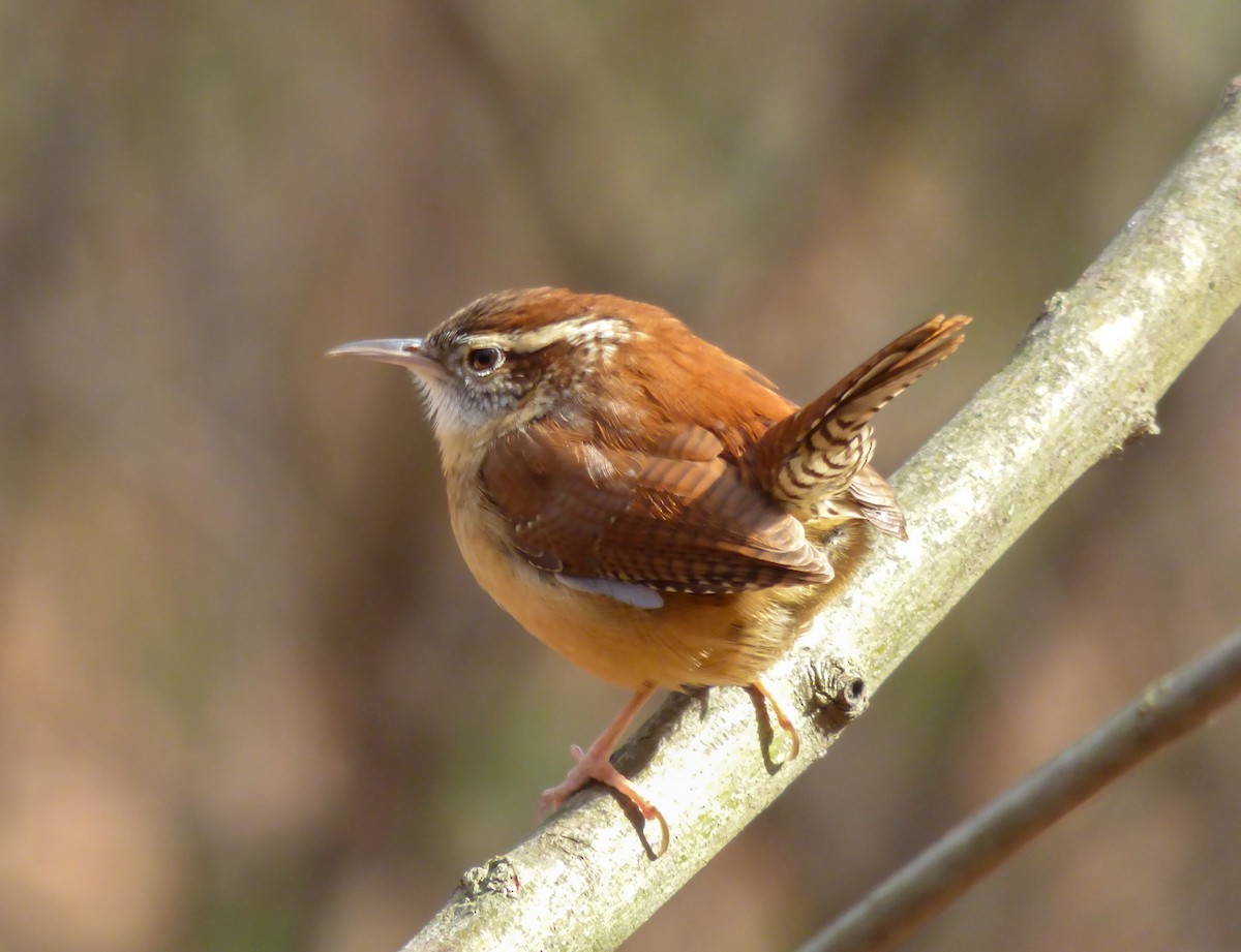 Carolina Wren - ML88542791