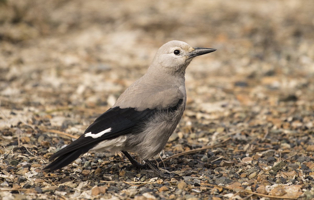 Clark's Nutcracker - ML88543761