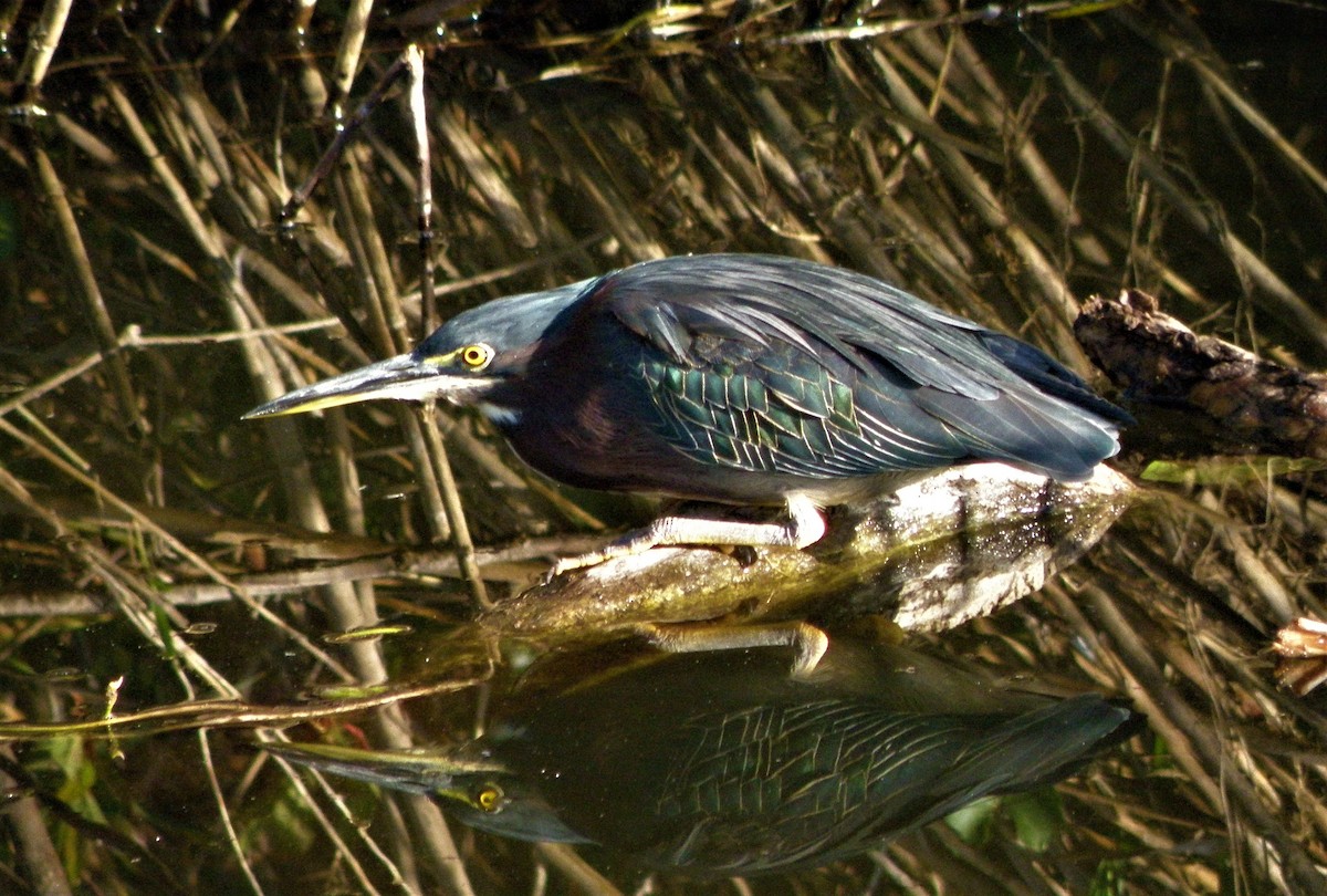 Green Heron - Mike Winck