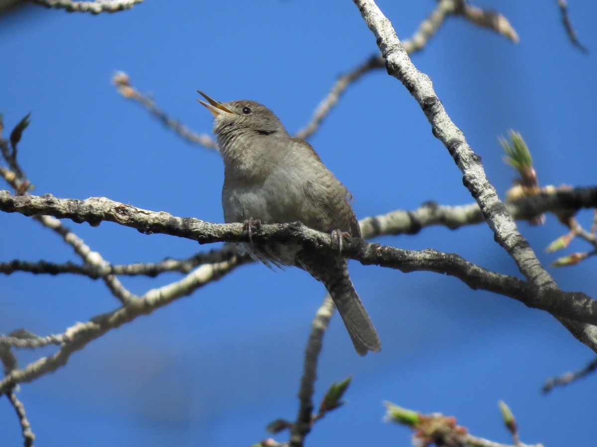 House Wren - ML88545481