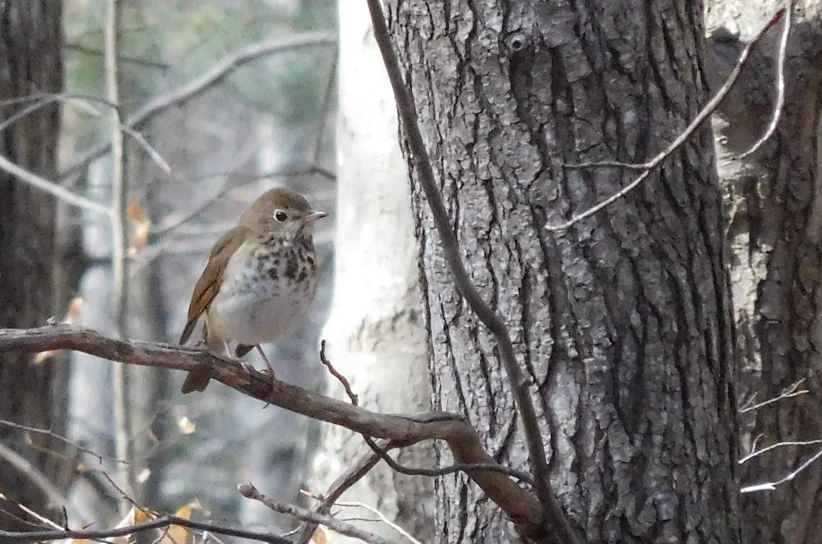 Hermit Thrush - ML88545821