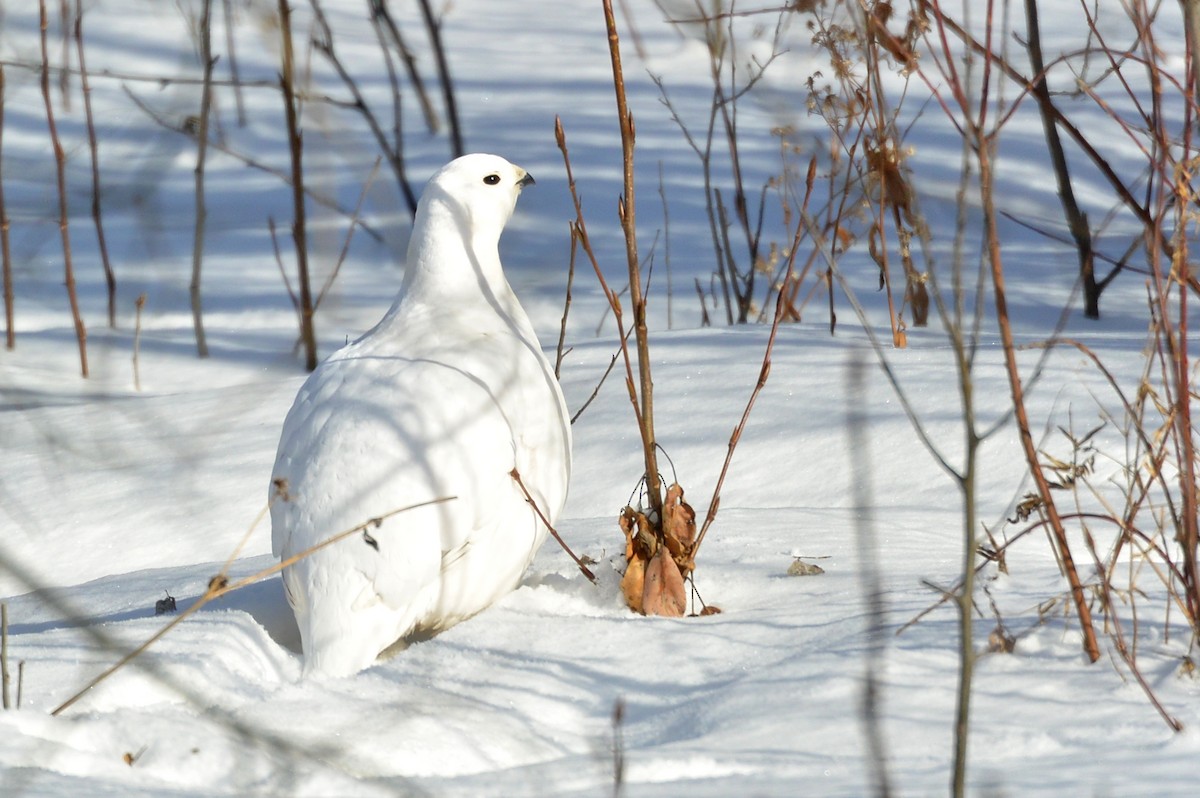 Moorschneehuhn - ML88546581