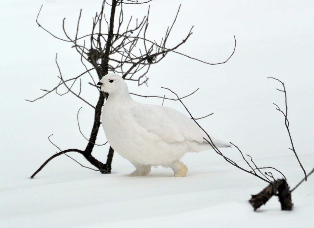 Willow Ptarmigan - ML88546601