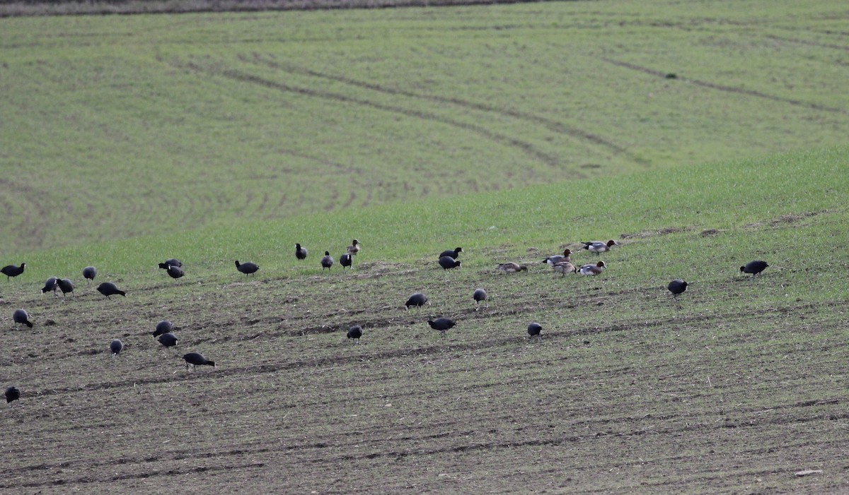 Eurasian Wigeon - ML88547501