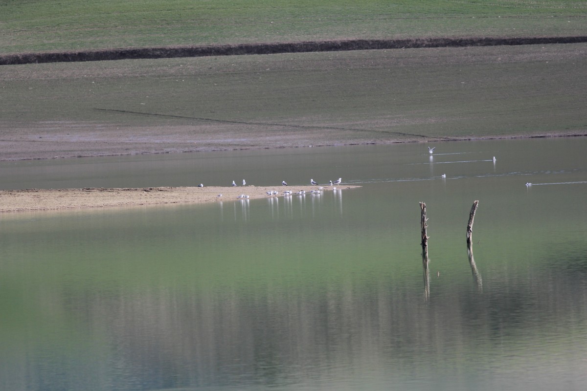 Black-headed Gull - ML88547621