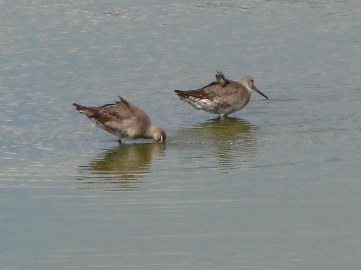 Hudsonian Godwit - Steve Thorpe