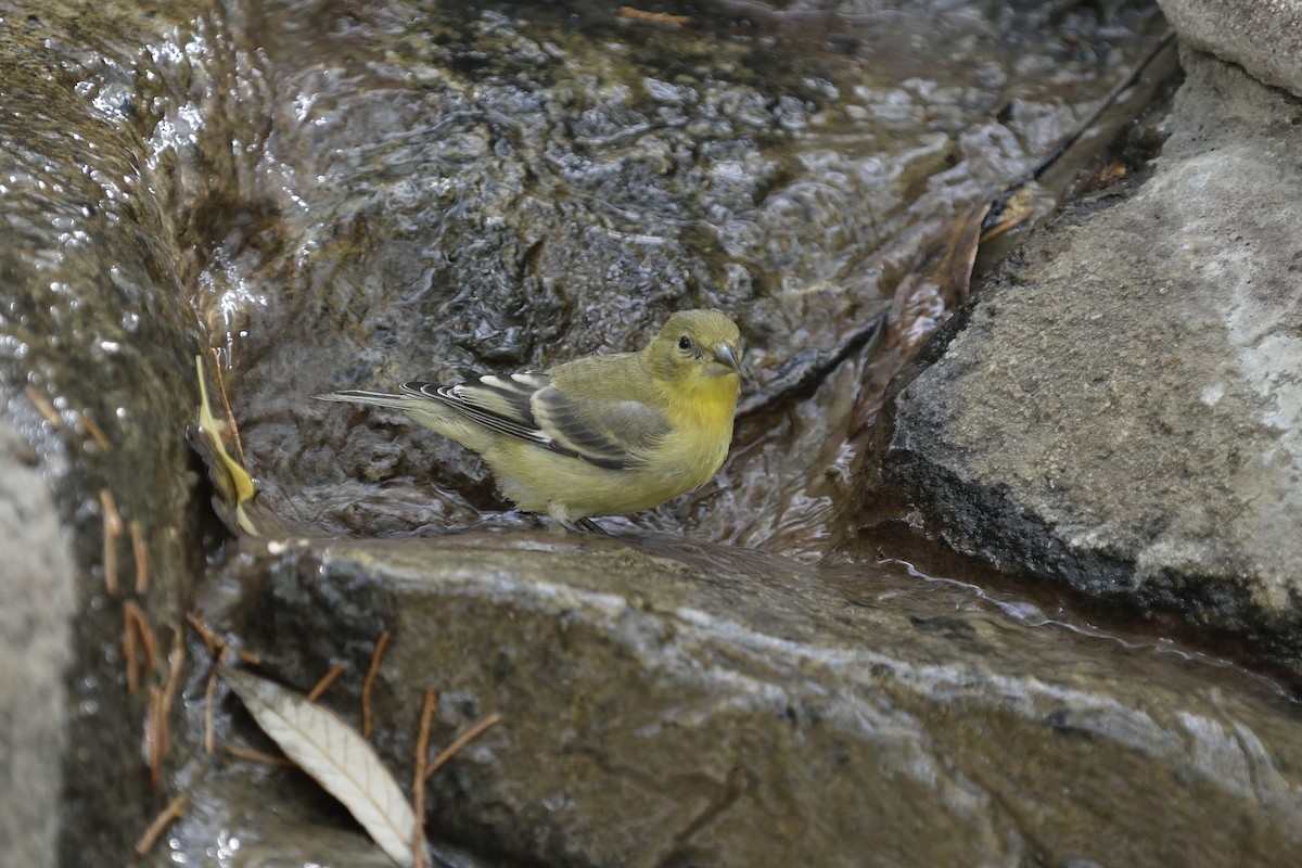 Lesser Goldfinch - ML88550361