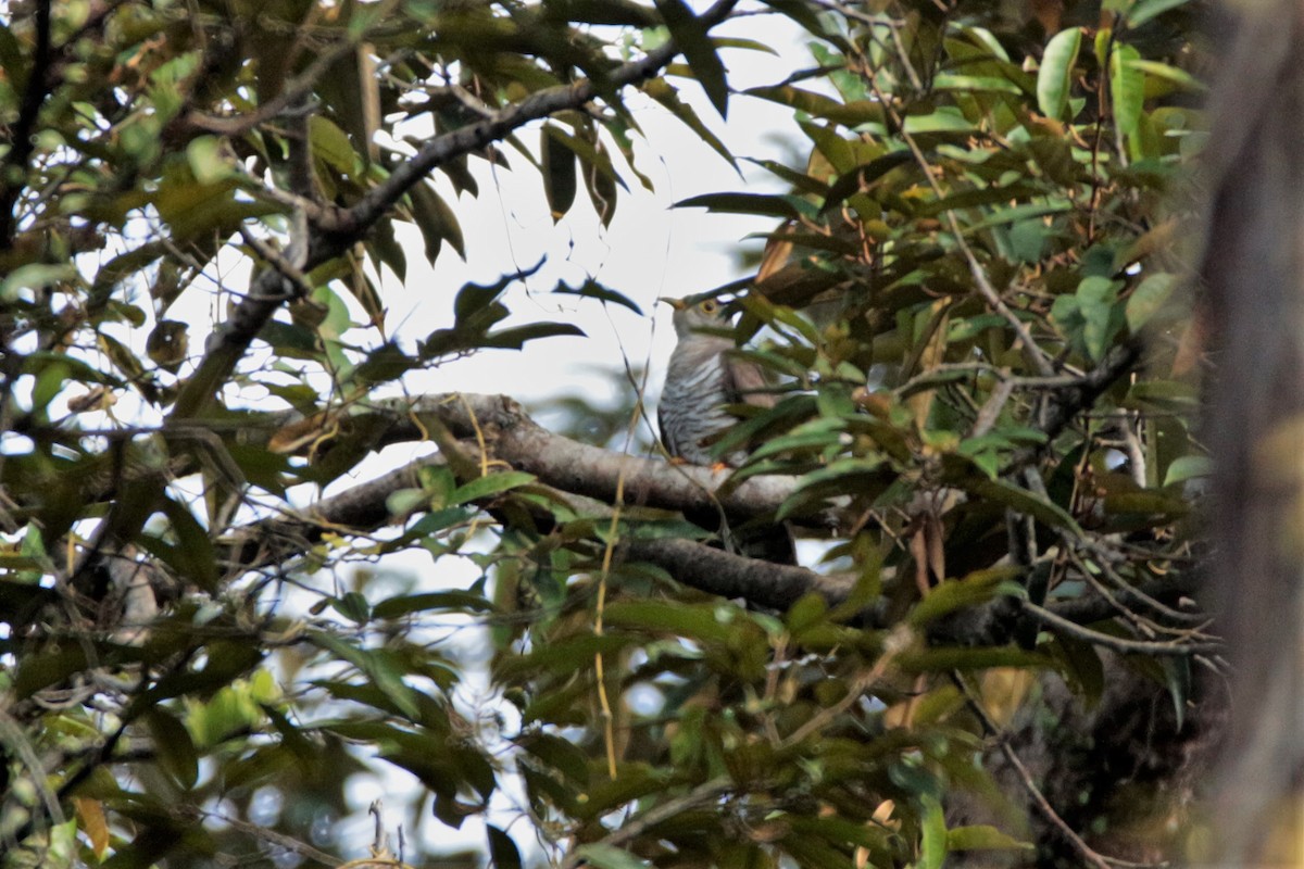 Indian Cuckoo - ML88550411