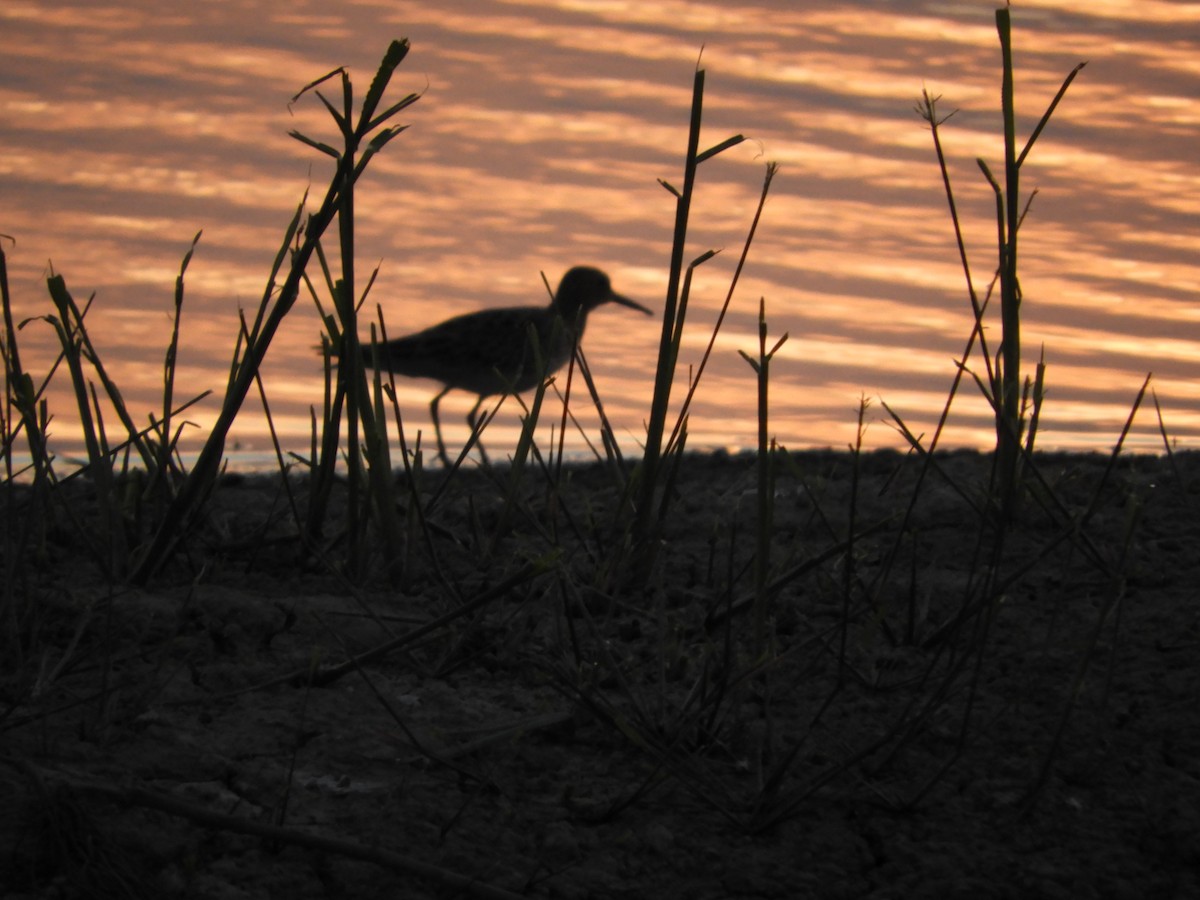 Pectoral Sandpiper - Silvia Enggist