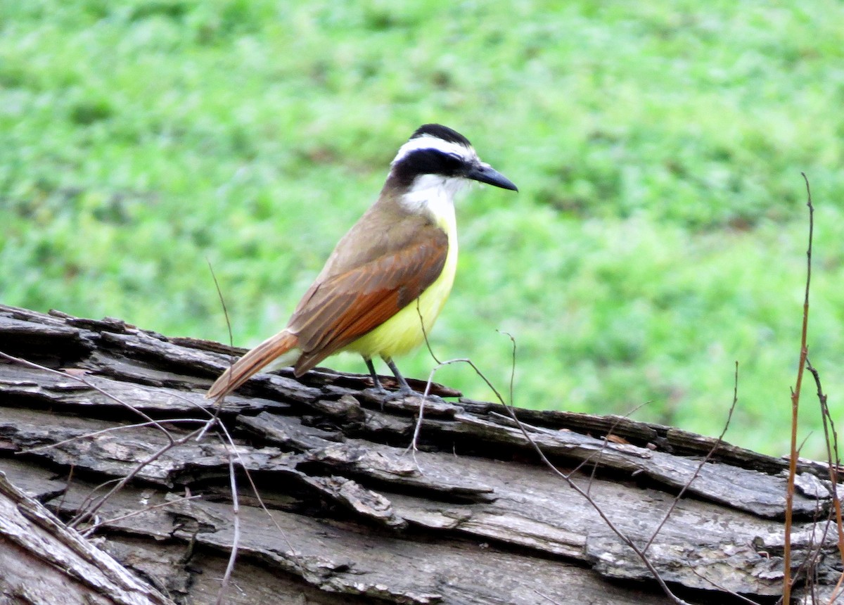 Great Kiskadee - jerry pruett