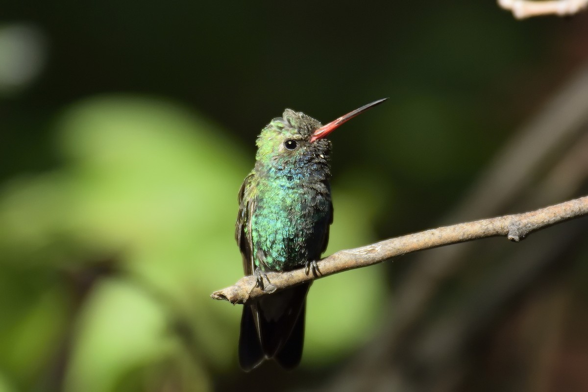 Broad-billed Hummingbird - Donald Casavecchia