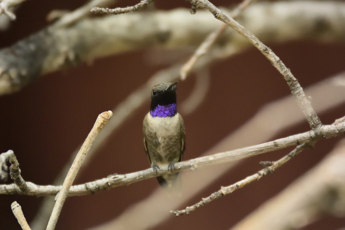 Black-chinned Hummingbird - ML88551841