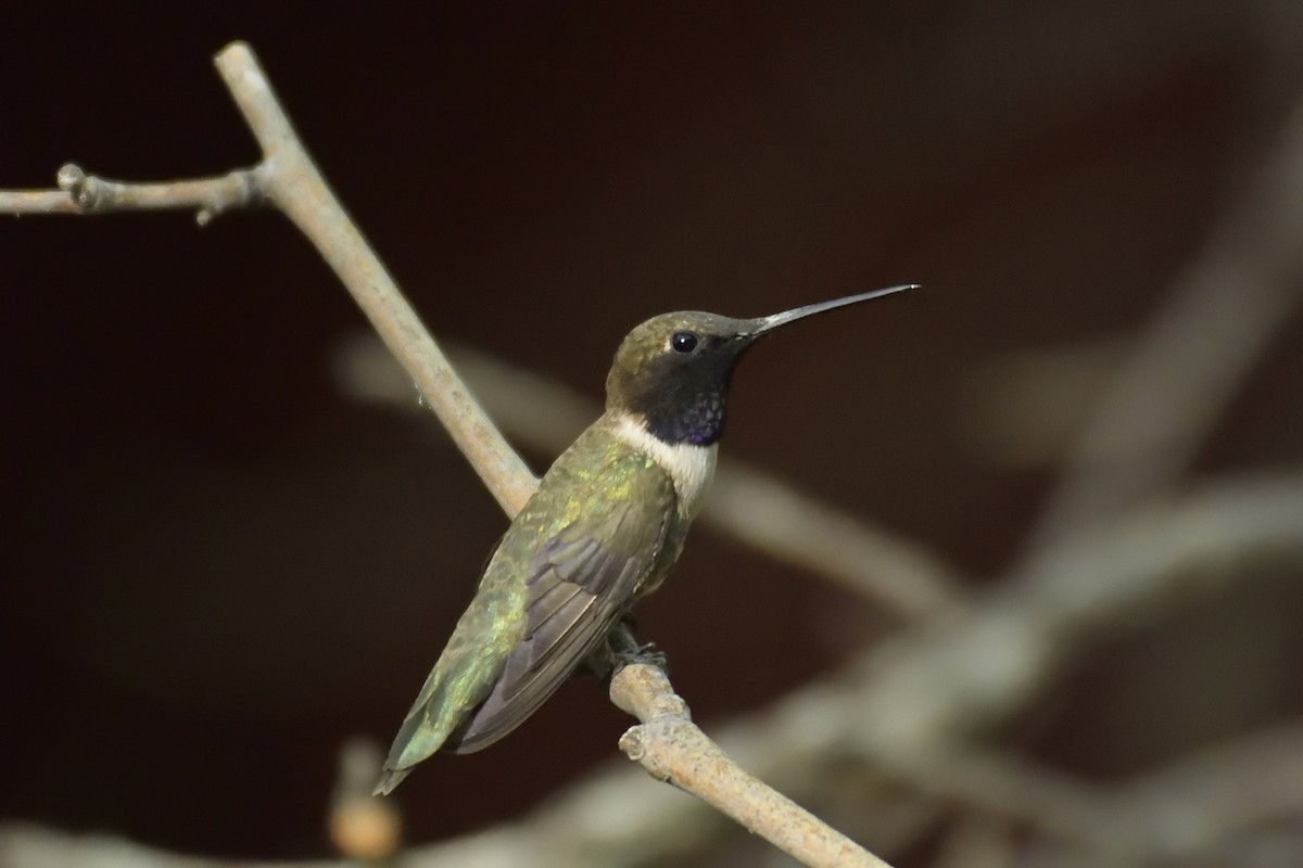 Colibrí Gorjinegro - ML88552351