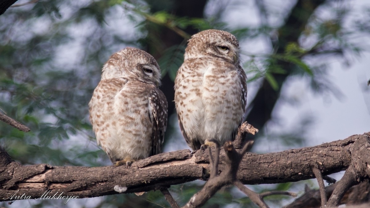 Spotted Owlet - ML88552381
