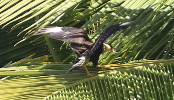 Caracara huppé (cheriway) - ML88554701