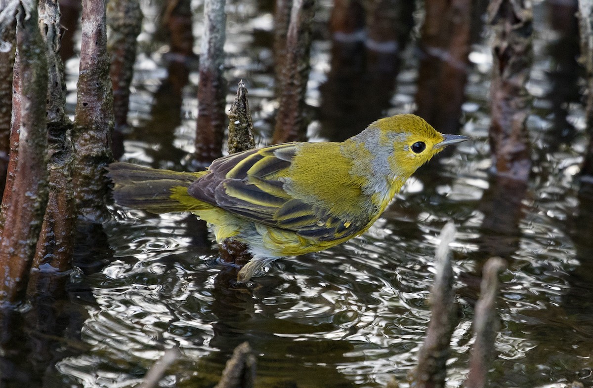Northern/Mangrove Yellow Warbler - ML88554911