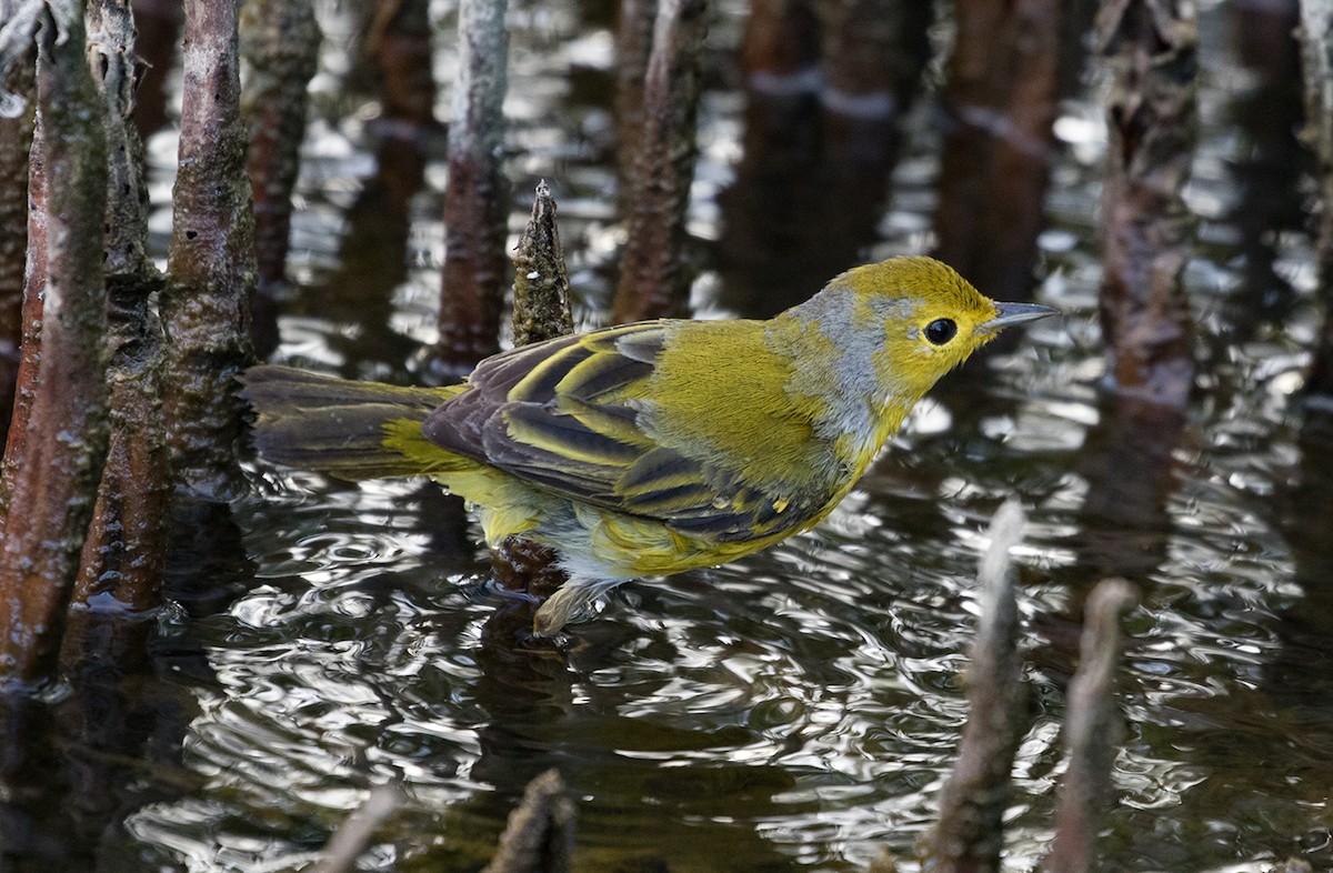 Yellow Warbler - ML88554911