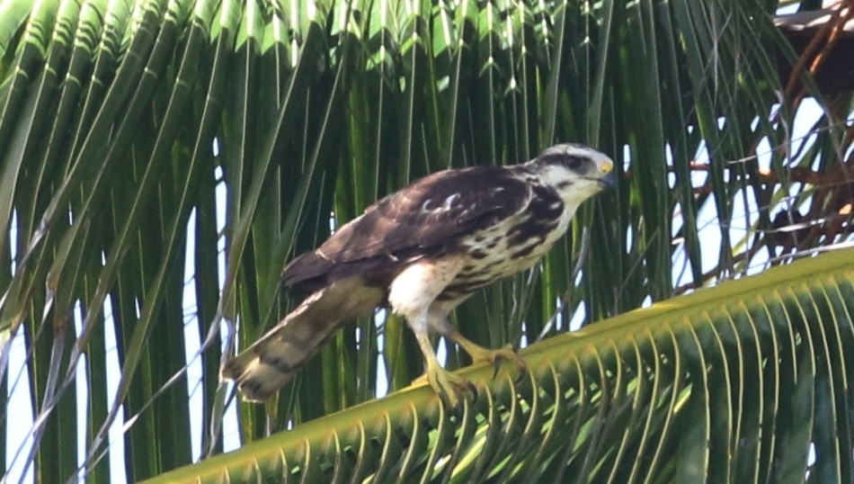 Gray-lined Hawk - ML88555141